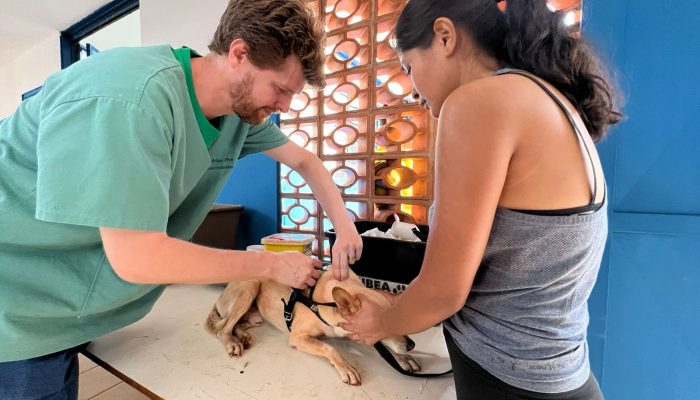 Atendimento veterinário gratuito chega ao Maria Pedrossian